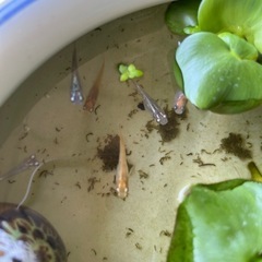 ミックスメダカ　若魚
の画像