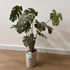 女性限定 フェイクグリーンの画像
