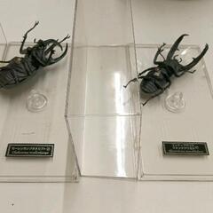 0819-245 昆虫リアルフィギュア　割れあり※の画像
