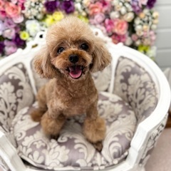 (決まりました)トイプードル、ママ犬引退犬