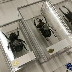 0819-245 昆虫リアルフィギュア　割れあり※の画像