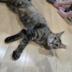 頭が良く大人しいです。