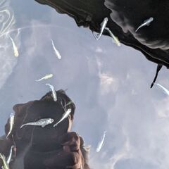 ミックスめだかの画像