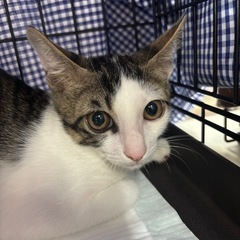キジ白のキュートな男の子💚
