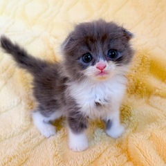 【決定】ミヌエット×スコティッシュ３