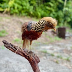 キジ　鳥　剥製　はくせい　置物の画像