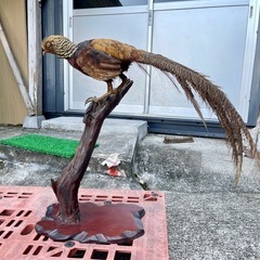 キジ　鳥　剥製　はくせい　置物の画像