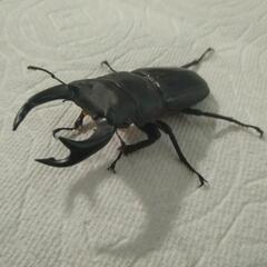 オオクワガタ（ペア）の画像