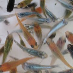 ミックスメダカ　幼魚～若魚20匹(1.5cm前後) ⑫の画像