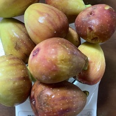 【お譲り先決まりました】訳あり　無農薬いちじく10個　②の画像