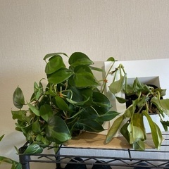 観葉植物の画像