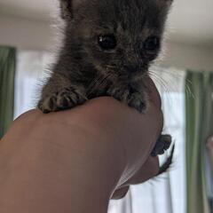 子猫を保護しました