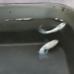 【繁殖可能！】メダカのオス・メスの画像