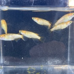 【メダカ】レクリス3ペア6匹 オマケ有りの画像
