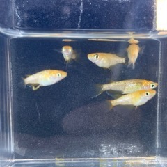 【メダカ】レクリス3ペア6匹 オマケ有りの画像