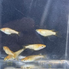 【メダカ】レクリス3ペア6匹 オマケ有りの画像