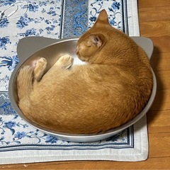 【美品】ひんやりクール　猫鍋　ねこ鍋　アルミの画像
