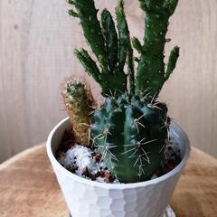 観葉植サボテン寄せ植えの画像