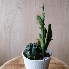 観葉植サボテン寄せ植えの画像