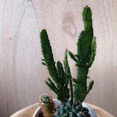 観葉植サボテン寄せ植えの画像