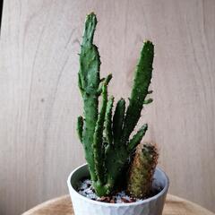 観葉植サボテン寄せ植えの画像