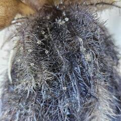 【メダカの卵つき！】ホテイソウ（浮草）（大きめ）の画像