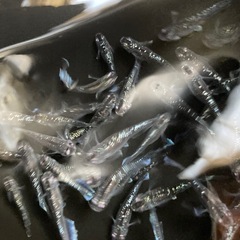 ミッドナイトフリル⭐︎メダカ１匹70円の画像