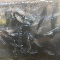 ミッドナイトフリル⭐︎メダカ１匹70円の画像