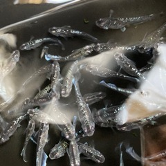 ミッドナイトフリル⭐︎メダカ１匹70円の画像