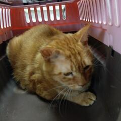 甘えん坊の猫ちゃんをもらってください