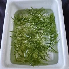 【マツモ5本】水草（メダカや金魚の水槽に！）の画像