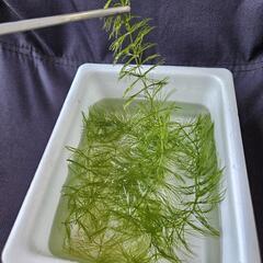 【マツモ5本】水草（メダカや金魚の水槽に！）の画像