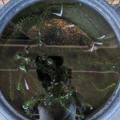 白メダカ➕️水草の画像