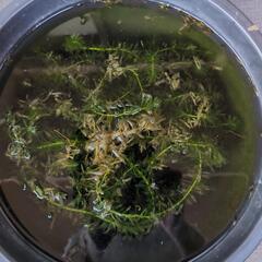 白メダカ➕️水草の画像