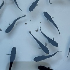 ◆オロチ１匹500円◆の画像