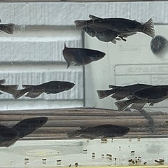 ◆オロチ１匹500円◆の画像