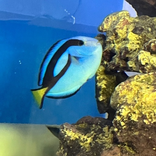 ナンヨウハギ ドリー 海水魚 水槽飼育 アクアマリン 健康 大人気　