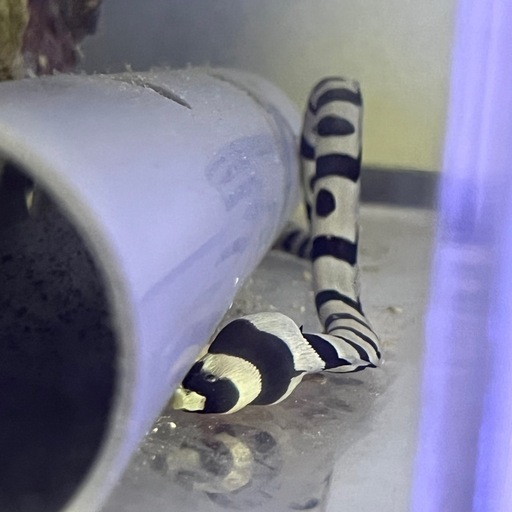 シマウミヘビ バンデッドスネークイール レア 貴重 ウナギ 海水魚 水槽飼育