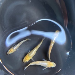 メダカ🆕橙トウの画像