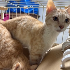 人懐っこい茶トラ白のメスの成猫