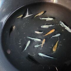 メダカ【高級ミックス】の画像