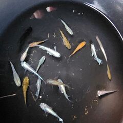 メダカ【高級ミックス】の画像