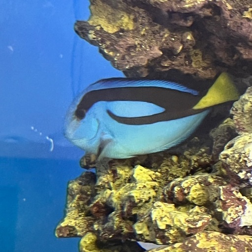 ナンヨウハギ ドリー 海水魚 水槽飼育 アクアマリン 健康 大人気　