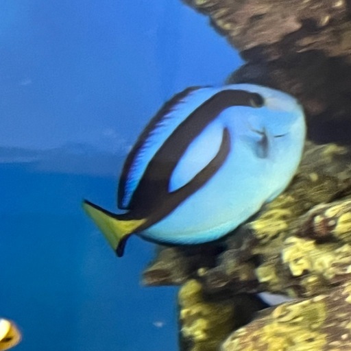 ナンヨウハギ ドリー 海水魚 水槽飼育 アクアマリン 健康 大人気　