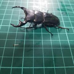 ①第21回国産クワガタカブトムシ安売り‼️の画像