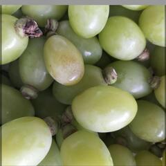 【農家直売】ジュエルマスカット 粒 1kg(粒のみの量)の画像
