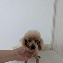 トイプードル女の子