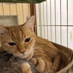 人懐っこい小顔の濃い茶トラさん