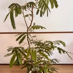 エバーフレッシュの画像