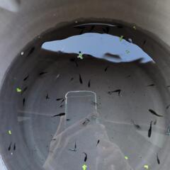 めだか　mix　稚魚〜若魚　画像全ての画像